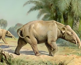 窺探象類進化史——漸新象